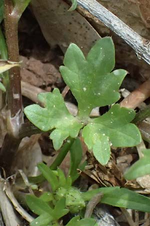 Ranunculus neapolitanus \ Neapolitanischer Hahnenfu� / Naples Buttercup, Kefalonia/Cephalonia Old Vlachata 22.4.2024