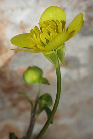 Ranunculus neapolitanus \ Neapolitanischer Hahnenfu� / Naples Buttercup, Kefalonia/Cephalonia Old Vlachata 22.4.2024