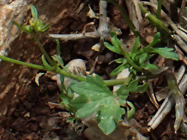 Ranunculus neapolitanus \ Neapolitanischer Hahnenfu� / Naples Buttercup, Kefalonia/Cephalonia Old Vlachata 22.4.2024
