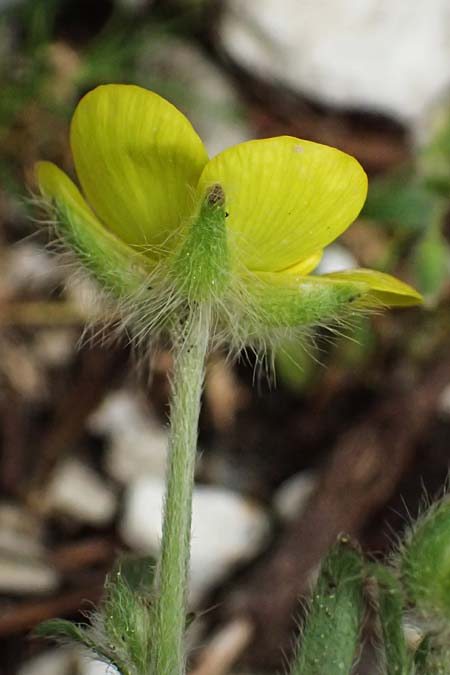Ranunculus sprunerianus \ Spruners Hahnenfu� / Spruner's Buttercup, Kefalonia/Cephalonia Ainos 23.4.2024