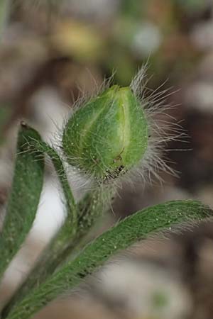 Ranunculus sprunerianus \ Spruners Hahnenfu� / Spruner's Buttercup, Kefalonia/Cephalonia Ainos 23.4.2024