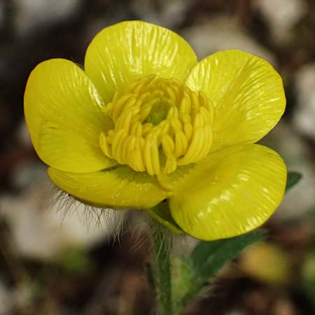 Ranunculus sprunerianus \ Spruners Hahnenfu� / Spruner's Buttercup, Kefalonia/Cephalonia Ainos 23.4.2024