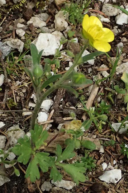 Ranunculus sprunerianus \ Spruners Hahnenfu� / Spruner's Buttercup, Kefalonia/Cephalonia Ainos 23.4.2024