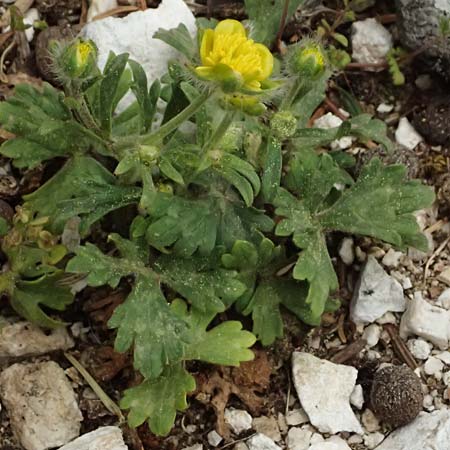 Ranunculus sprunerianus \ Spruners Hahnenfu� / Spruner's Buttercup, Kefalonia/Cephalonia Ainos 23.4.2024