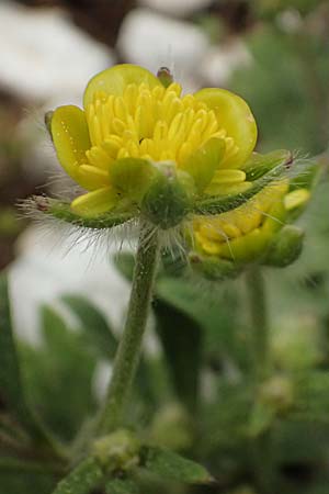 Ranunculus sprunerianus \ Spruners Hahnenfu� / Spruner's Buttercup, Kefalonia/Cephalonia Ainos 23.4.2024