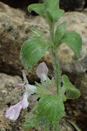 Stachys ionica \ Ionischer Ziest / Ionian Woundwort, Kefalonia/Cephalonia   25.4.2024