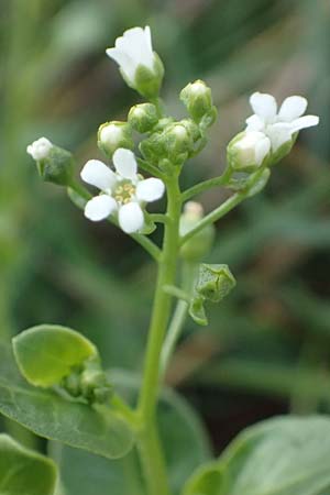 Samolus valerandi \ Salzbunge / Brookweed, Kefalonia/Cephalonia Paralia Thomas 21.4.2024
