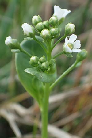 Samolus valerandi \ Salzbunge / Brookweed, Kefalonia/Cephalonia Paralia Thomas 21.4.2024