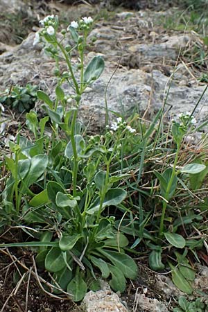 Samolus valerandi \ Salzbunge / Brookweed, Kefalonia/Cephalonia Paralia Thomas 21.4.2024