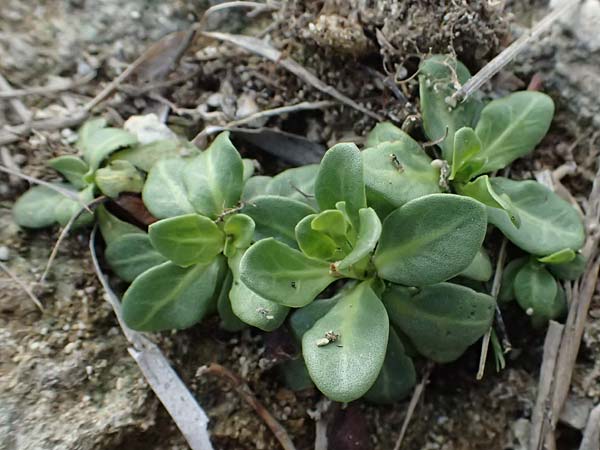 Samolus valerandi \ Salzbunge / Brookweed, Kefalonia/Cephalonia Paralia Thomas 21.4.2024