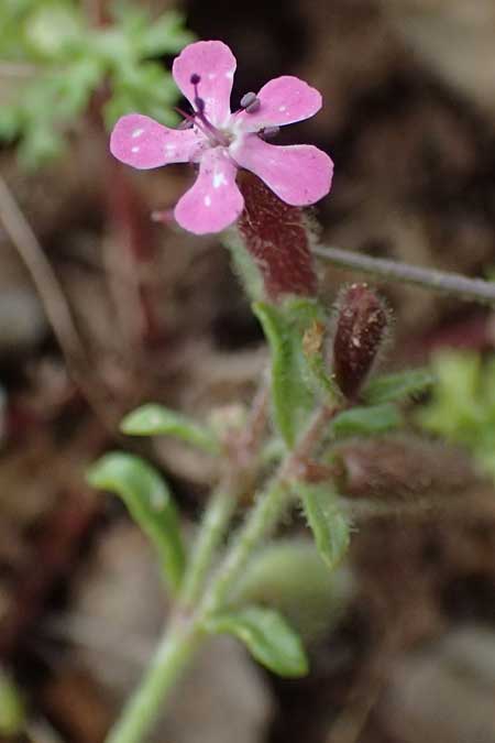 Saponaria aenesia \ Mont-Ainos-Seifenkraut / Mount Ainos Soapwort, Kefalonia/Cephalonia Ainos 24.4.2024