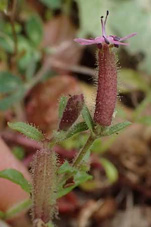 Saponaria aenesia \ Mont-Ainos-Seifenkraut / Mount Ainos Soapwort, Kefalonia/Cephalonia Ainos 24.4.2024