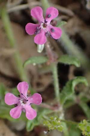 Saponaria aenesia \ Mont-Ainos-Seifenkraut / Mount Ainos Soapwort, Kefalonia/Cephalonia Ainos 24.4.2024