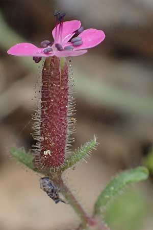 Saponaria aenesia \ Mont-Ainos-Seifenkraut / Mount Ainos Soapwort, Kefalonia/Cephalonia Ainos 24.4.2024