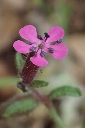 Saponaria aenesia \ Mont-Ainos-Seifenkraut / Mount Ainos Soapwort, Kefalonia/Cephalonia Ainos 24.4.2024