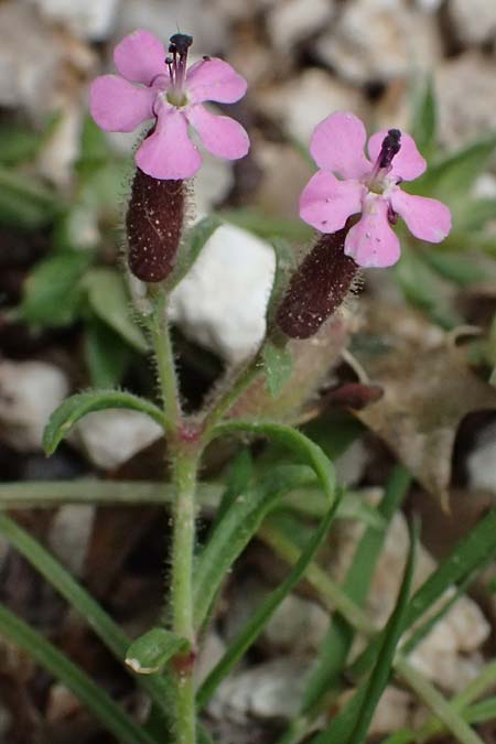 Saponaria aenesia \ Mont-Ainos-Seifenkraut / Mount Ainos Soapwort, Kefalonia/Cephalonia Ainos 24.4.2024