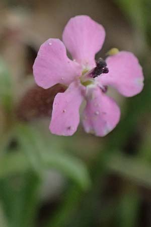 Saponaria aenesia \ Mont-Ainos-Seifenkraut / Mount Ainos Soapwort, Kefalonia/Cephalonia Ainos 24.4.2024