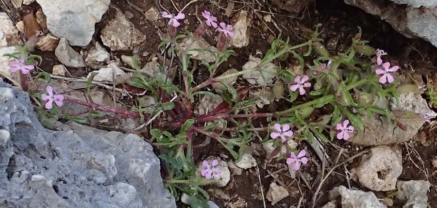 Saponaria aenesia \ Mont-Ainos-Seifenkraut / Mount Ainos Soapwort, Kefalonia/Cephalonia Ainos 24.4.2024