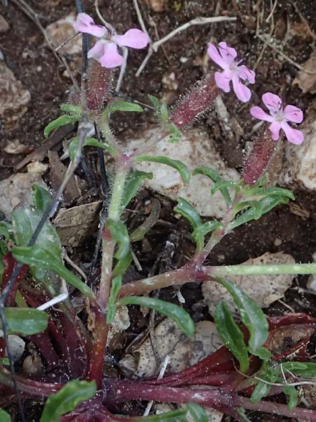 Saponaria aenesia \ Mont-Ainos-Seifenkraut / Mount Ainos Soapwort, Kefalonia/Cephalonia Ainos 24.4.2024