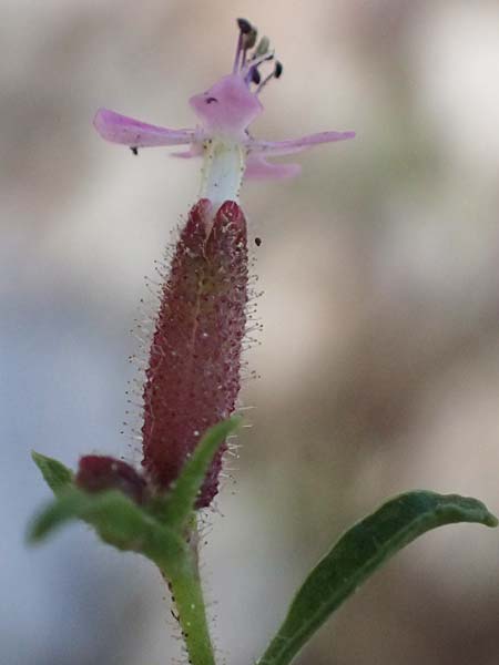 Saponaria aenesia \ Mont-Ainos-Seifenkraut / Mount Ainos Soapwort, Kefalonia/Cephalonia Ainos 24.4.2024