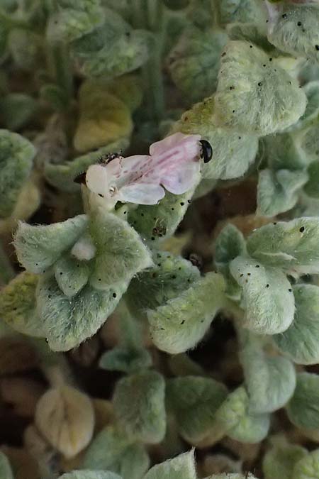 Stachys ionica \ Ionischer Ziest / Ionian Woundwort, Kefalonia/Cephalonia Kap Akrotiri 15.4.2024