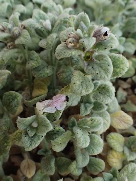 Stachys ionica \ Ionischer Ziest / Ionian Woundwort, Kefalonia/Cephalonia Kap Akrotiri 15.4.2024