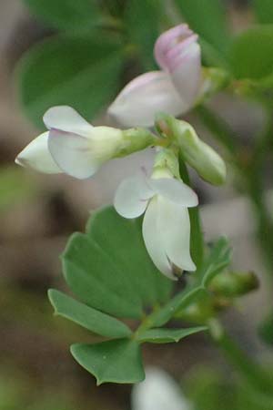 Securigera cretica \ Kretische Beilwicke / Cretan Hatchet Vetch, Kefalonia/Cephalonia Paralia Trapezaki 21.4.2024