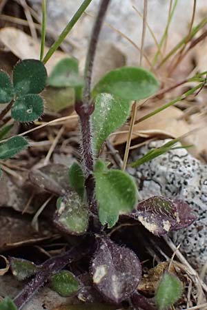 Silene colorata \ Farbiges Leimkraut / Mediterranean Catchfly, Kefalonia/Cephalonia Ainos 24.4.2024