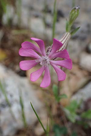Silene colorata \ Farbiges Leimkraut / Mediterranean Catchfly, Kefalonia/Cephalonia Ainos 24.4.2024