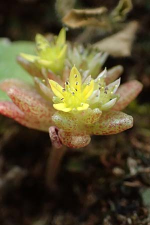 Sedum litoreum \ Strand-Mauerpfeffer / Coastal Stonecrop, Kefalonia/Cephalonia Old Vlachata 22.4.2024