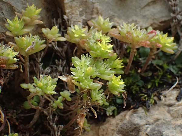 Sedum litoreum \ Strand-Mauerpfeffer / Coastal Stonecrop, Kefalonia/Cephalonia Old Vlachata 22.4.2024
