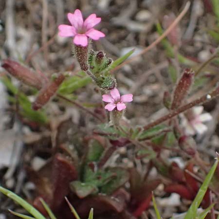 Silene sedoides \ Mauerpfeffer-Leimkraut / Hairy Catchfly, Kefalonia/Cephalonia Argostoli 19.4.2024
