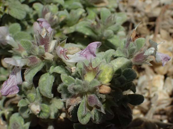 Stachys ionica \ Ionischer Ziest / Ionian Woundwort, Kefalonia/Cephalonia Assos 20.4.2024