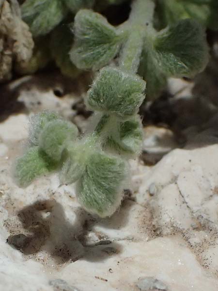 Stachys ionica \ Ionischer Ziest / Ionian Woundwort, Kefalonia/Cephalonia Assos 20.4.2024