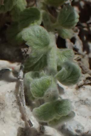 Stachys ionica \ Ionischer Ziest / Ionian Woundwort, Kefalonia/Cephalonia Assos 20.4.2024
