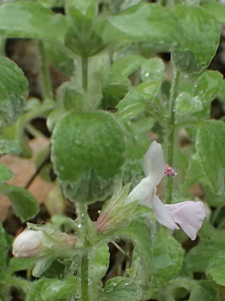 Stachys ionica \ Ionischer Ziest / Ionian Woundwort, Kefalonia/Cephalonia   25.4.2024