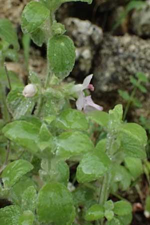 Stachys ionica \ Ionischer Ziest / Ionian Woundwort, Kefalonia/Cephalonia   25.4.2024