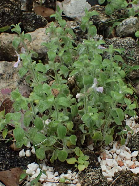 Stachys ionica \ Ionischer Ziest / Ionian Woundwort, Kefalonia/Cephalonia   25.4.2024