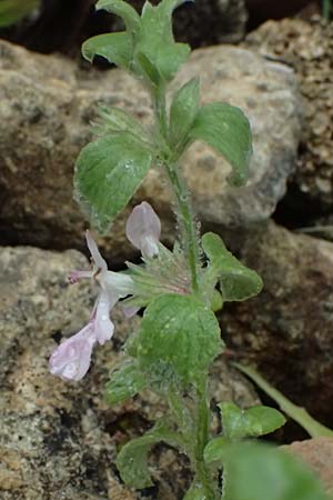 Stachys ionica \ Ionischer Ziest / Ionian Woundwort, Kefalonia/Cephalonia   25.4.2024