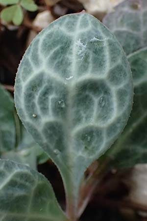 Silene ionica \ Ionisches Leimkraut / Ionian Campion, Kefalonia/Cephalonia   25.4.2024