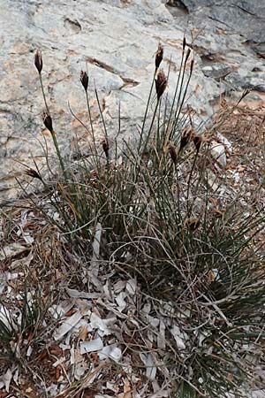 Schoenus nigricans \ Schwrzliche Kopfbinse / Black Bog-Rush, Kefalonia/Cephalonia Argostoli 19.4.2024