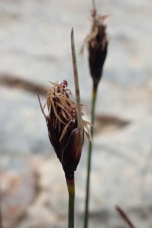 Schoenus nigricans \ Schwrzliche Kopfbinse / Black Bog-Rush, Kefalonia/Cephalonia Argostoli 19.4.2024