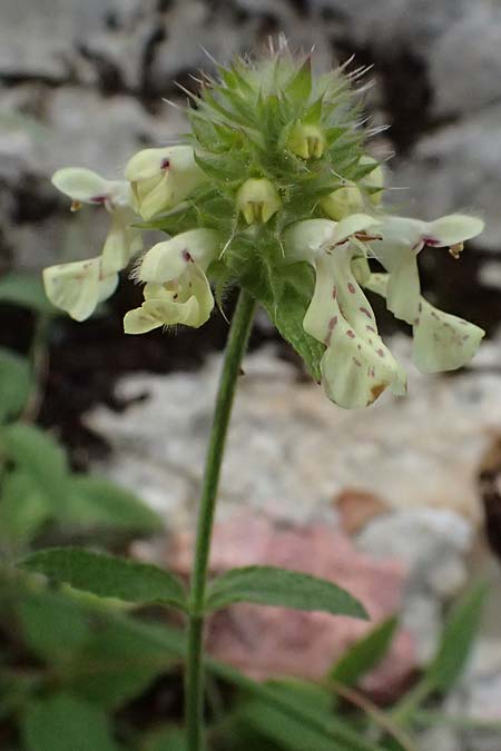 Stachys parolinii \ Parolini-Ziest / Parolini's Woundwort, Kefalonia/Cephalonia Sami 22.4.2024