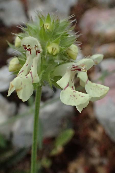 Stachys parolinii \ Parolini-Ziest / Parolini's Woundwort, Kefalonia/Cephalonia Sami 22.4.2024