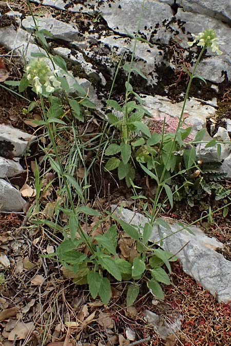 Stachys parolinii \ Parolini-Ziest / Parolini's Woundwort, Kefalonia/Cephalonia Sami 22.4.2024