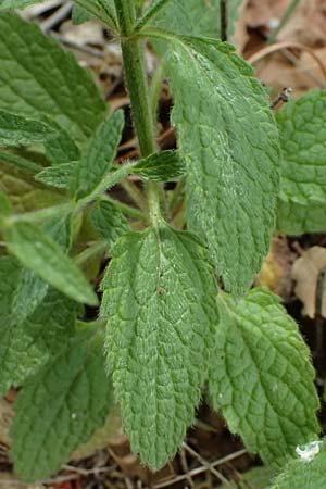 Stachys parolinii \ Parolini-Ziest / Parolini's Woundwort, Kefalonia/Cephalonia Sami 22.4.2024