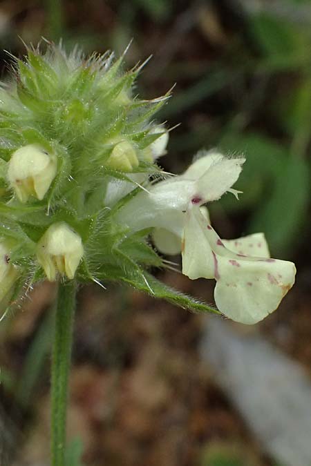Stachys parolinii \ Parolini-Ziest / Parolini's Woundwort, Kefalonia/Cephalonia Sami 22.4.2024