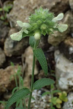 Stachys parolinii \ Parolini-Ziest / Parolini's Woundwort, Kefalonia/Cephalonia  25.4.2024