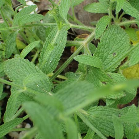 Stachys parolinii \ Parolini-Ziest / Parolini's Woundwort, Kefalonia/Cephalonia  25.4.2024