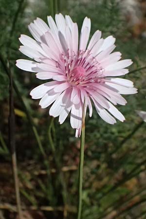 Scorzonera rosea \ Rosenrote Schwarzwurzel / Rosy Viper's Grass, Kefalonia/Cephalonia Livadi 15.4.2024